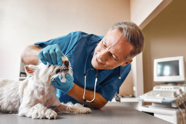 Best Walk-In Emergency Dental Services in West Liberty, KY